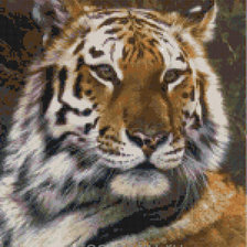 Оригинал схемы вышивки «тигр» (№1362829)