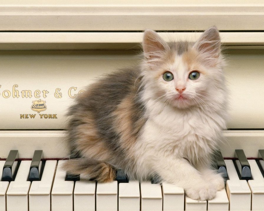 Котенок на пианино - кот, котенок - оригинал