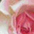 Предпросмотр схемы вышивки «pekné ruže» (№1365276)