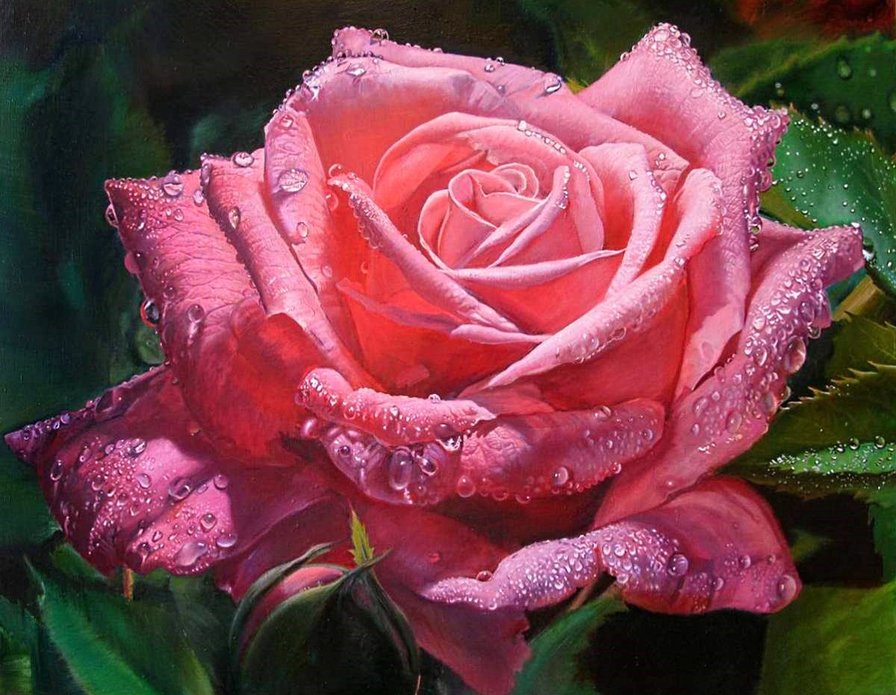 роза нежная - розовые цветы, роза, капли, роса, капля - оригинал