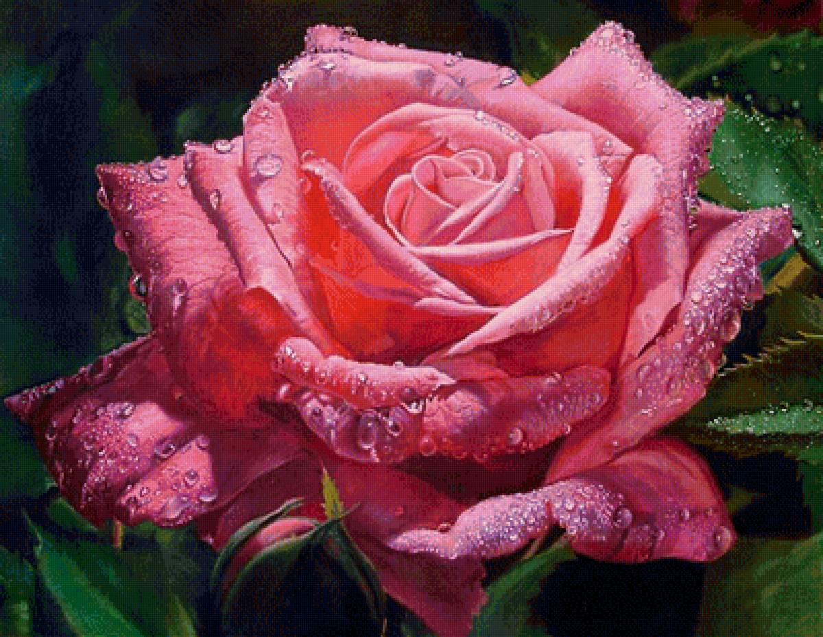 роза нежная - роса, розовые цветы, капля, капли, роза - предпросмотр