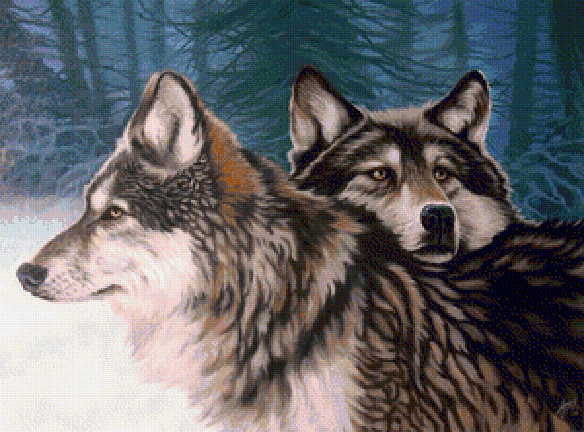 Пара волков - пара волков, волки, зима, животные, зимние волки - предпросмотр