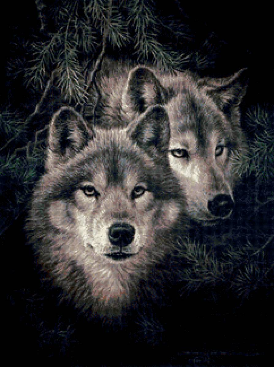 волки - волки, животные - предпросмотр