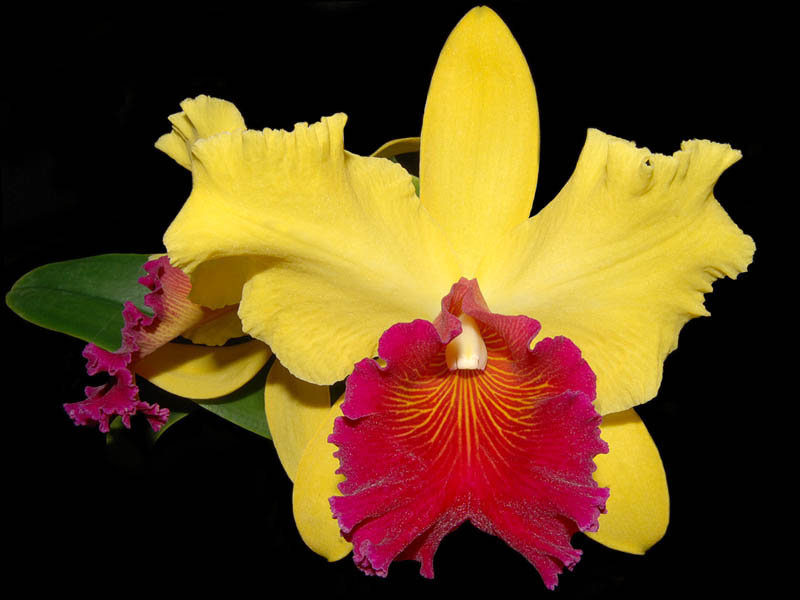 Орхидея Каттлея - цветы, орхидеи - оригинал