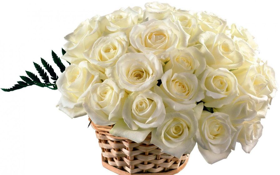 Белые розы - букет, цветы, розы - оригинал