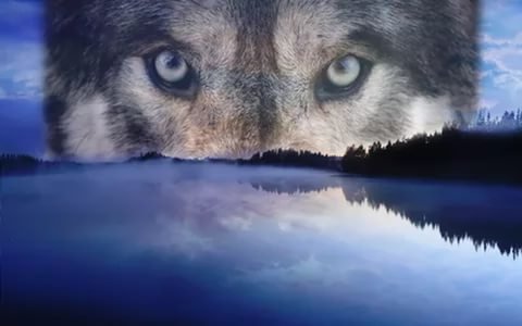 Взгляд хищника - животные, волк, хищники - оригинал