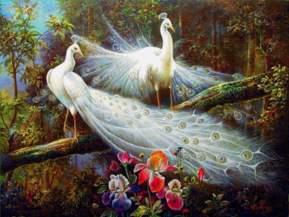 белые павлины - птицы - предпросмотр