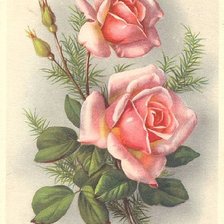 Оригинал схемы вышивки «ruže» (№1372815)