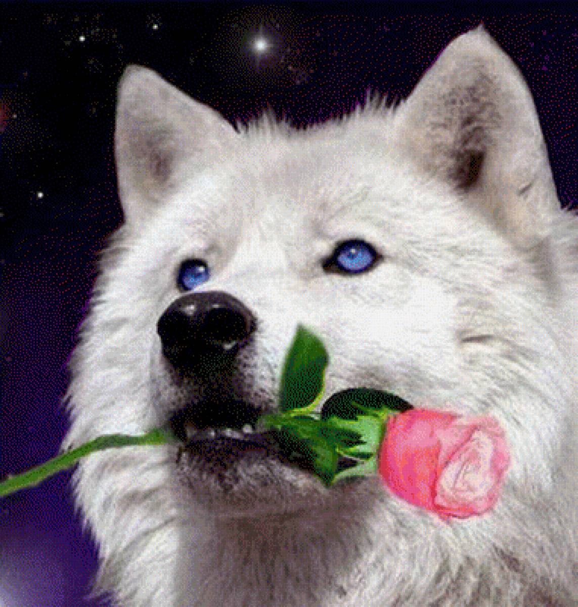 Романтик - волки, животные - предпросмотр