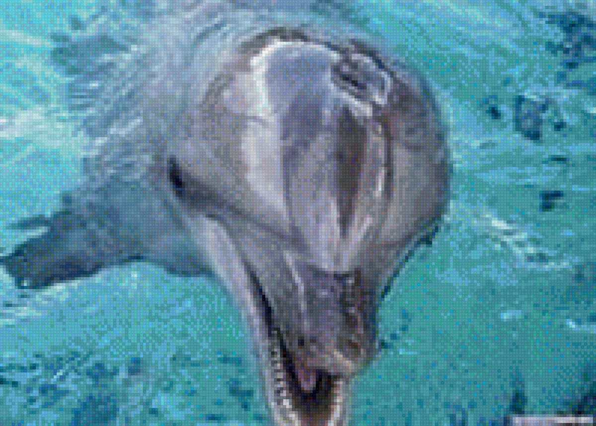 Дельфин - подводный мир, дельфин - предпросмотр