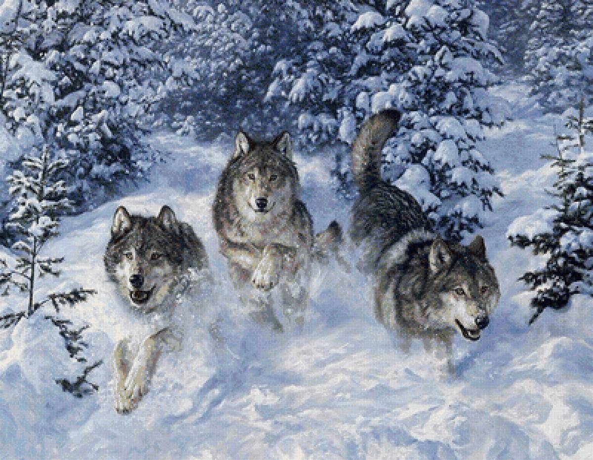 Волк в лесу - природа, волки, лес, животные - предпросмотр