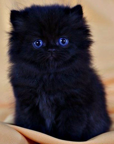 котёнок - котенок, черный, малыш - оригинал