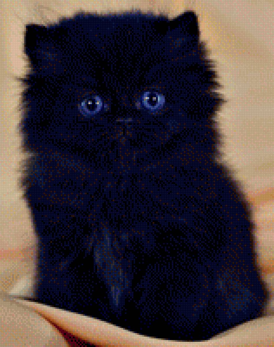 черный котенок - предпросмотр