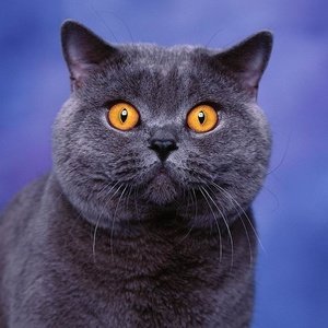 Британская кошка - взгляд кошки, кошка - оригинал