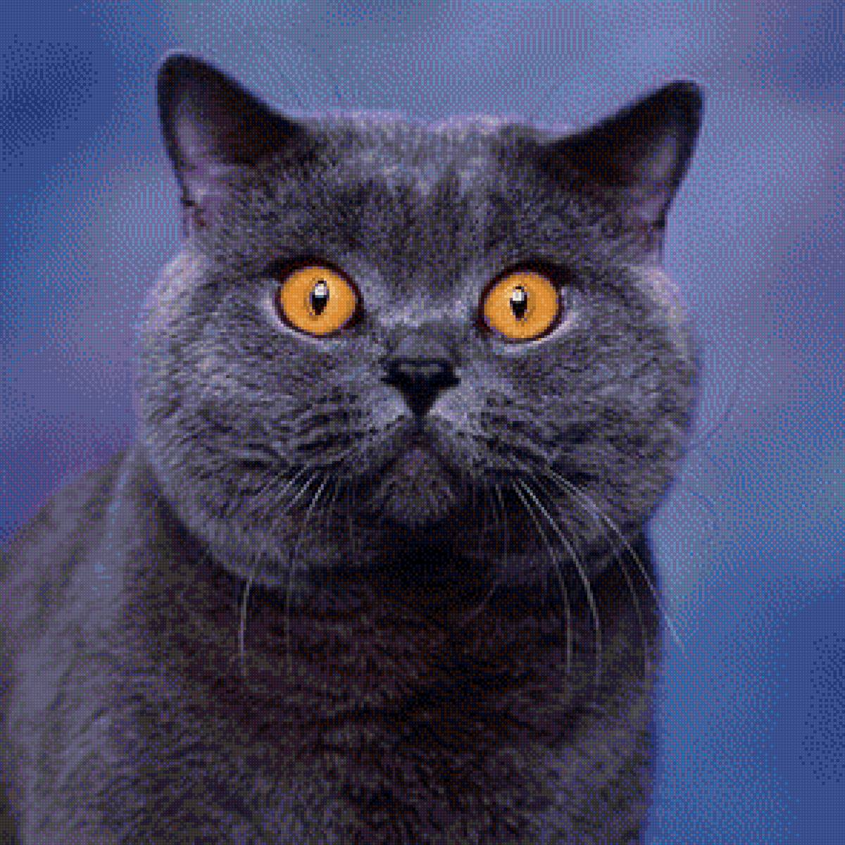 Британская кошка - взгляд кошки, кошка - предпросмотр