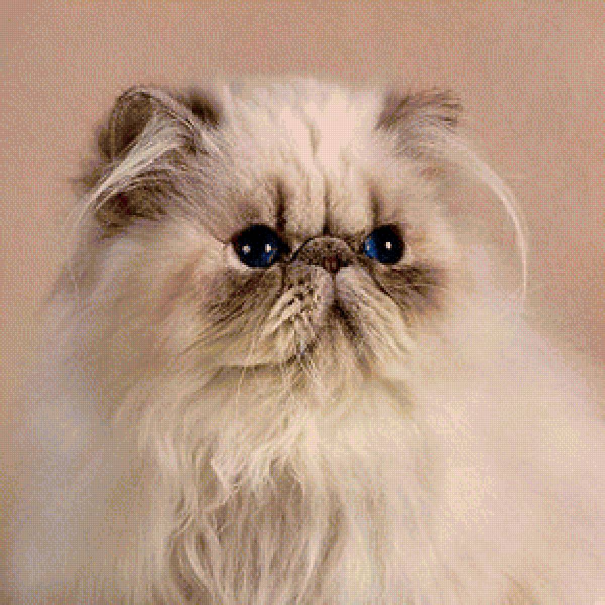 Персидская кошка - персидский кошка, взгляд кошки, кошка - предпросмотр