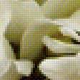 Предпросмотр схемы вышивки «Белые цветы» (№1377082)