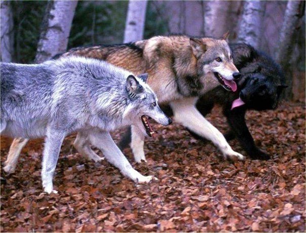 Трио - волки, животные - оригинал