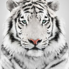 Оригинал схемы вышивки «тигр» (№1378642)