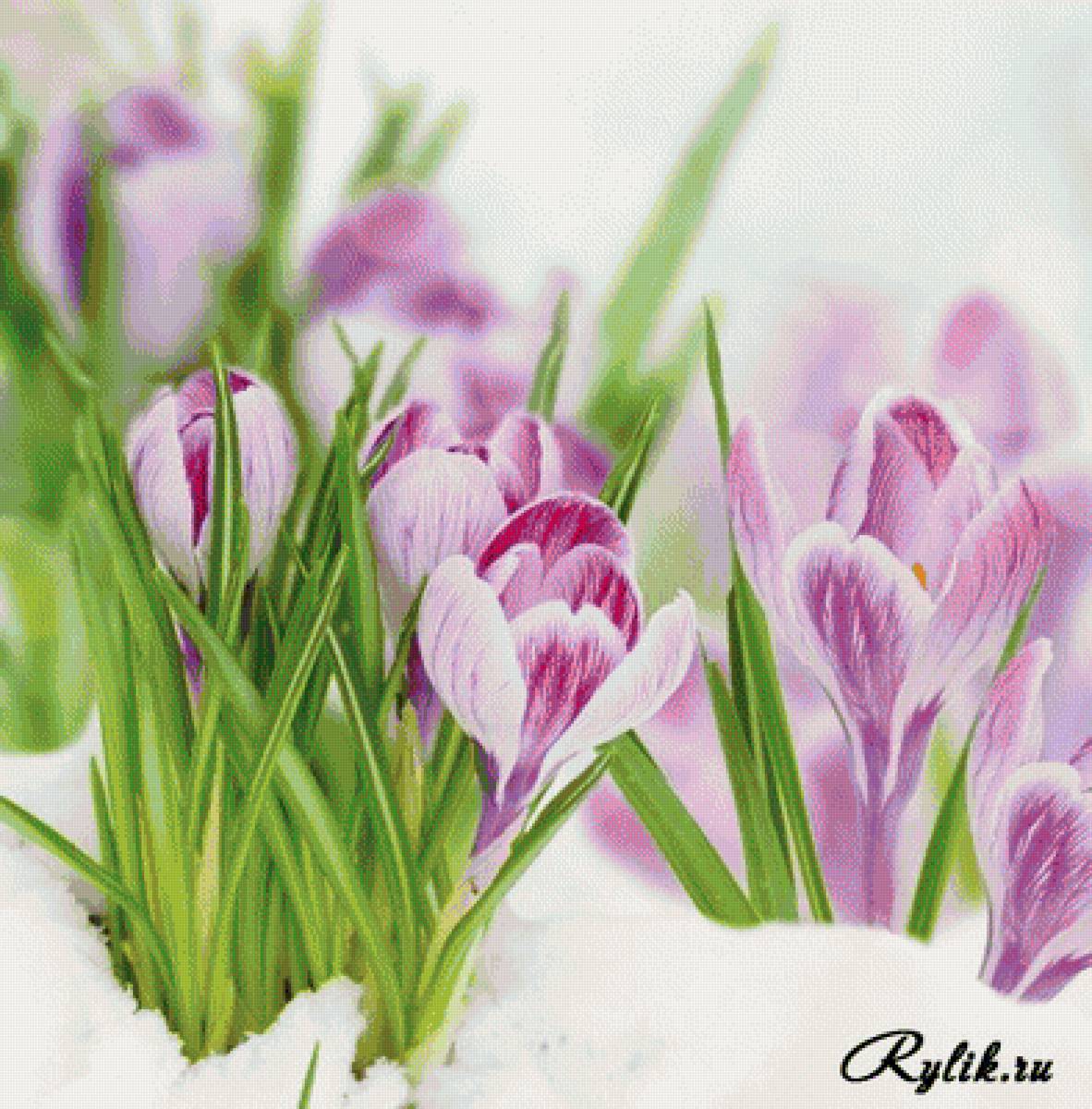 Весенние крокусы 2 - цветы - предпросмотр