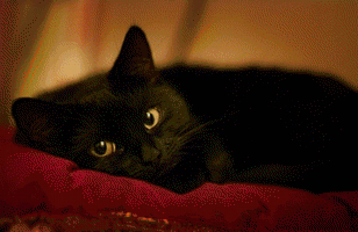 Чёрная кошка - кошки, коты, черные кошки, животные - предпросмотр