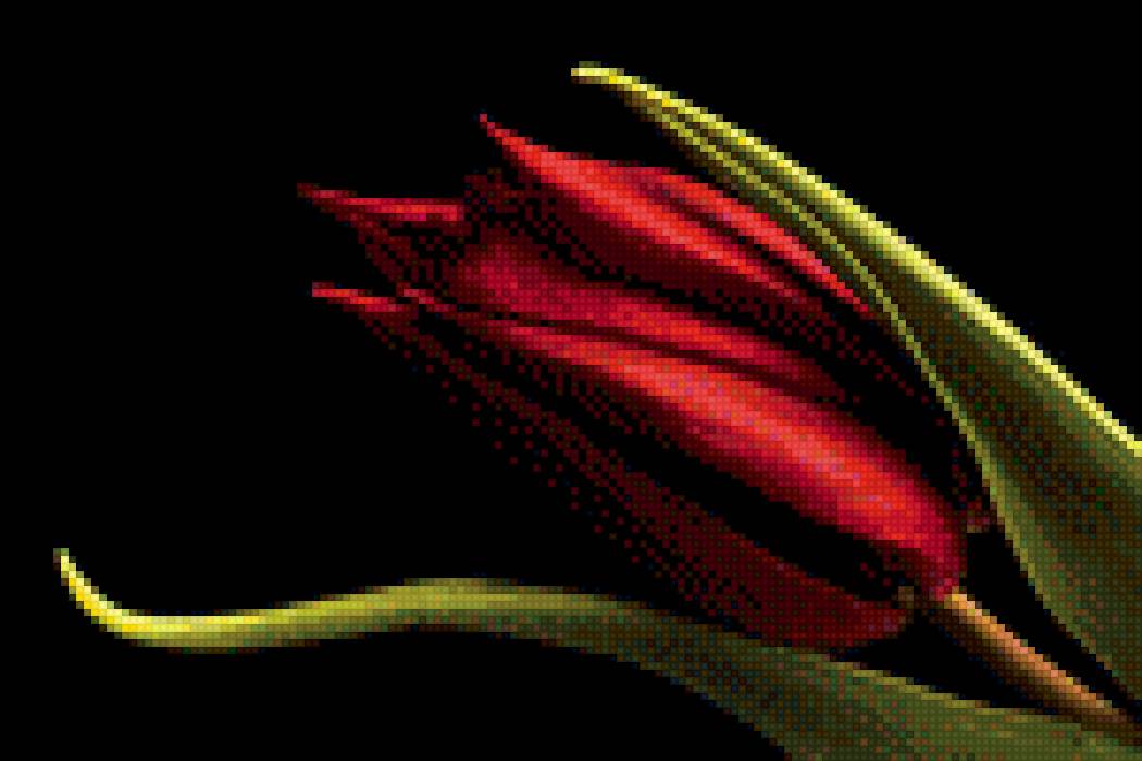 тюльпан на черном фоне - цветы, тюльпаны - предпросмотр