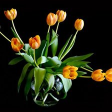 тюльпаны на черном фоне