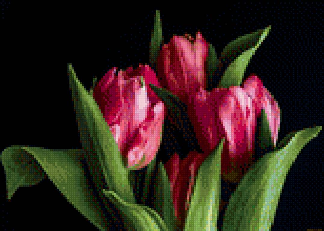 тюльпаны на черном фоне - тюльпаны, цветы - предпросмотр