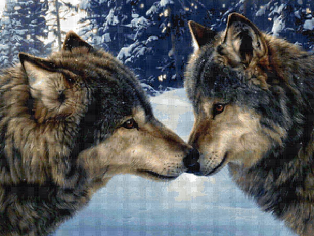 Влюблённые волки - преданность, верность, любовь, лес, волки, зима - предпросмотр