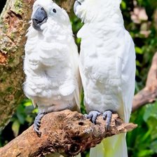 попугаи