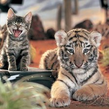 Киса и тигр