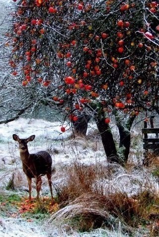Зимняя встреча - дерево, зима, олень - оригинал