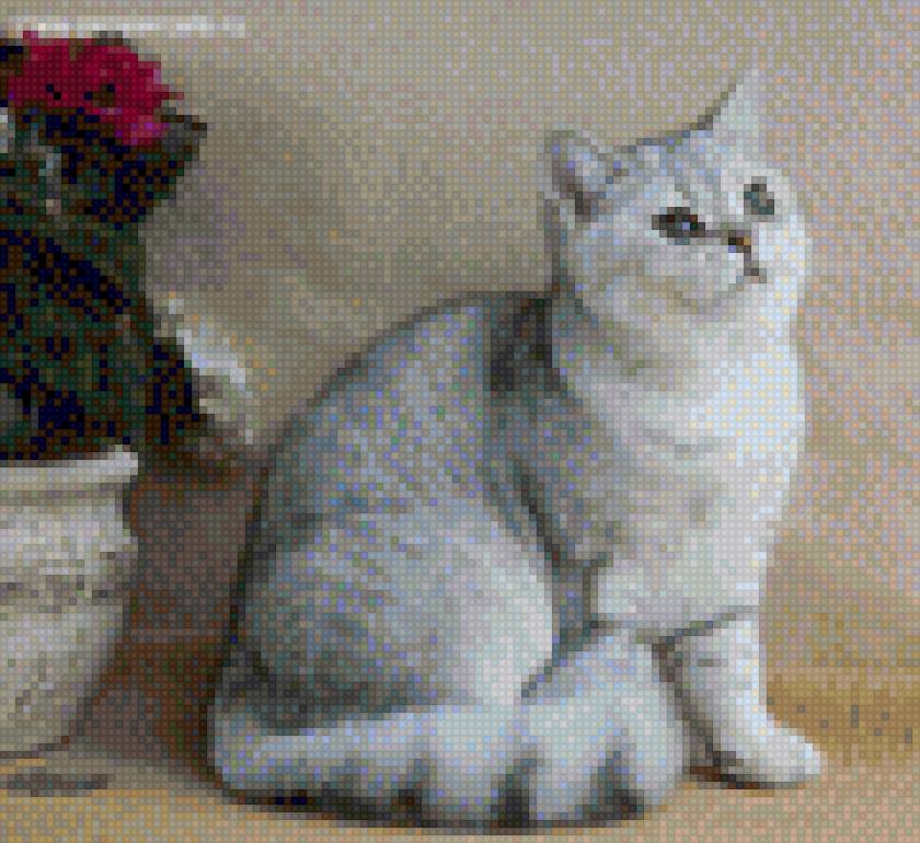 Кот цвета шиншиллы2 - британец, шиншилла, кот - предпросмотр