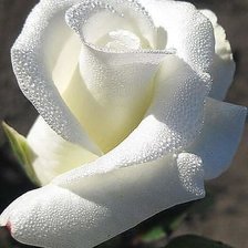 Оригинал схемы вышивки «белая роза» (№1391581)