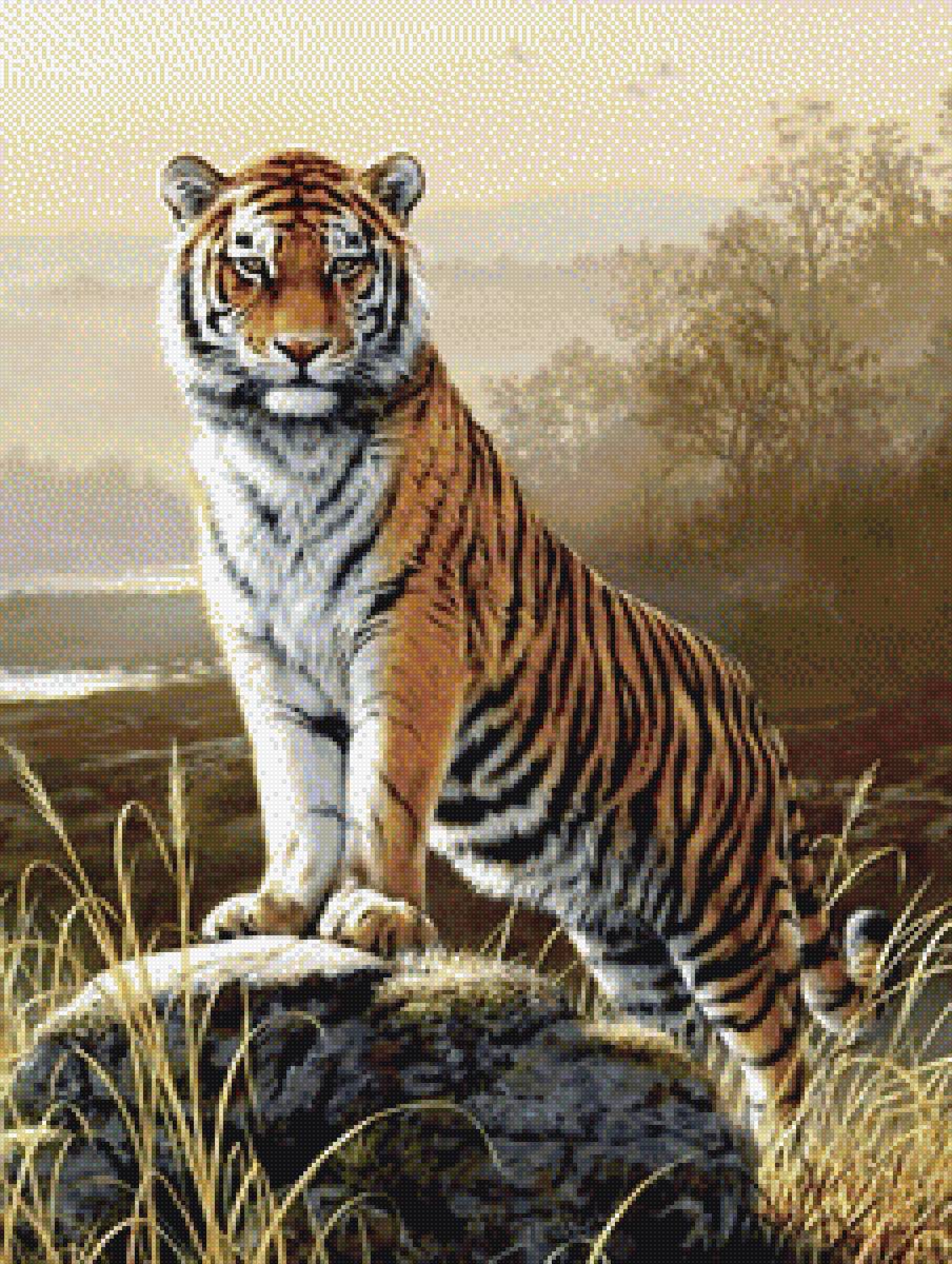 тигр на камне - животные, тигр - предпросмотр