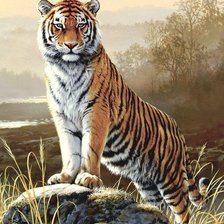 тигр на камне