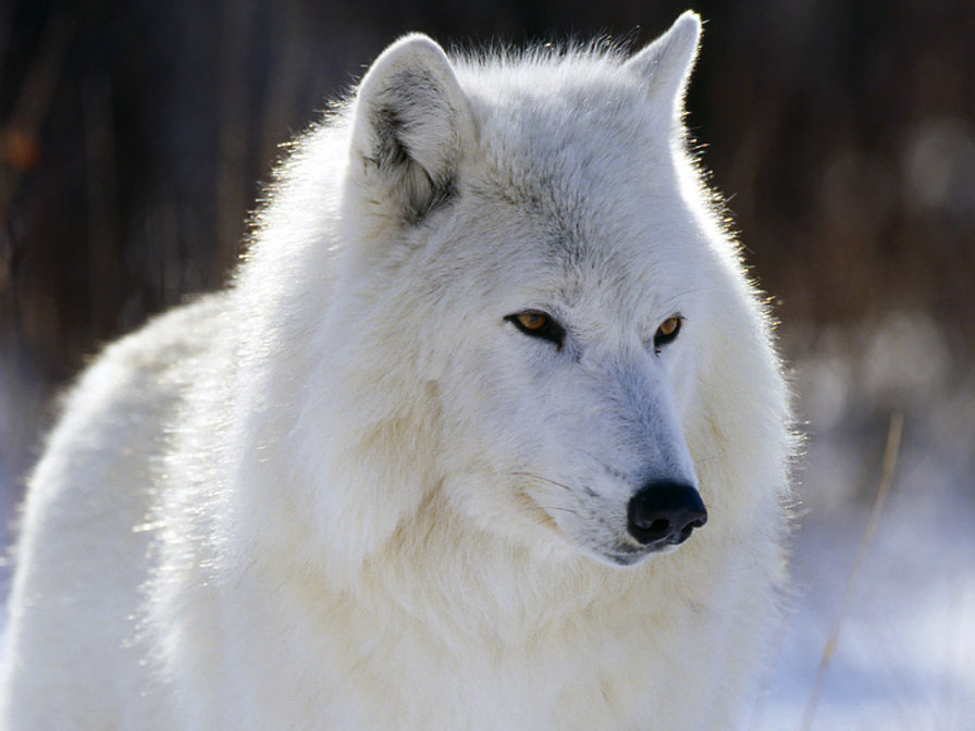 Белый волк - животные, пейзаж - оригинал