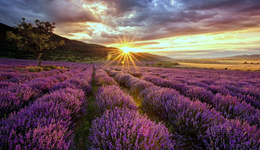 lavender field - оригинал