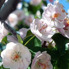 Схема вышивки «flowers»