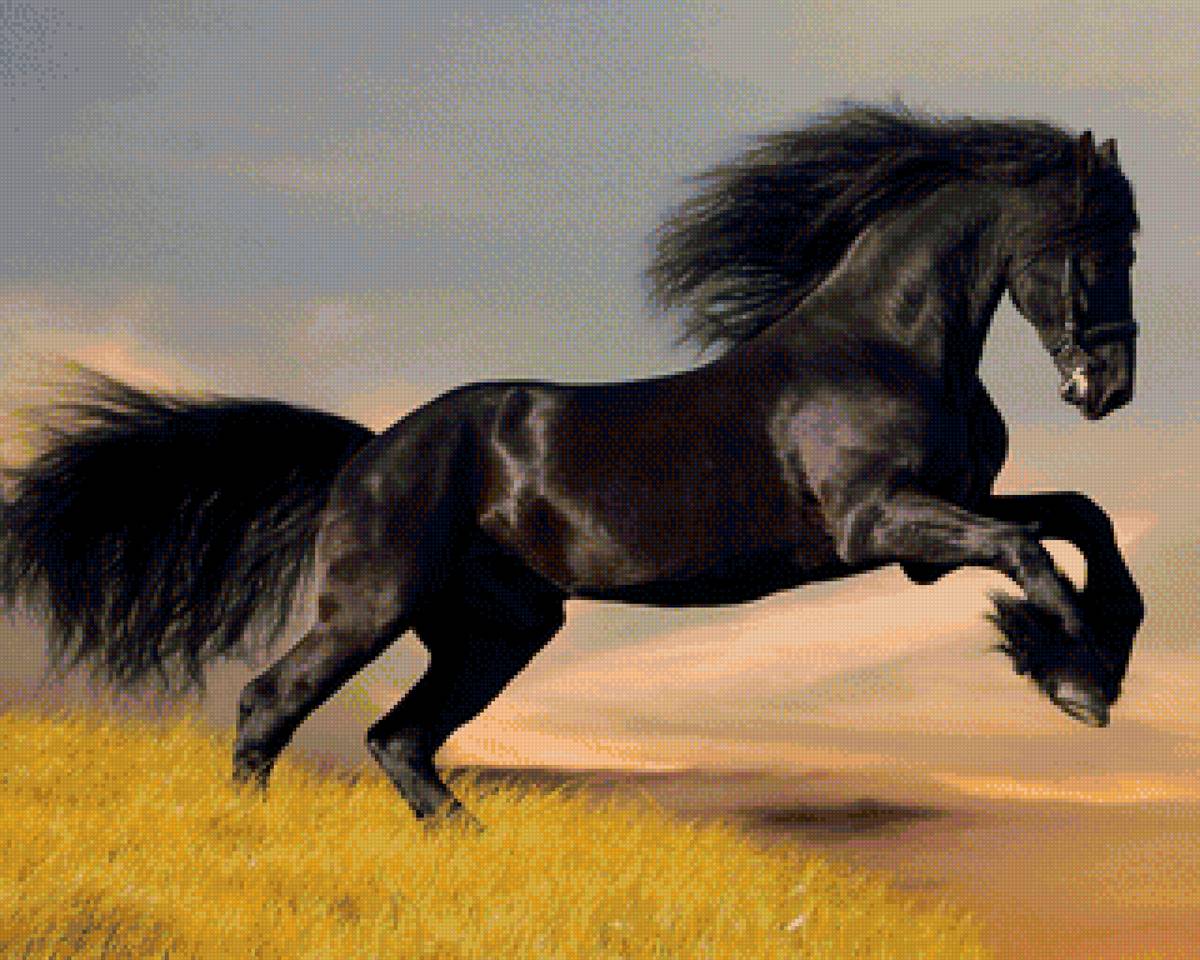 Вороной красавец - лошади, грация - предпросмотр