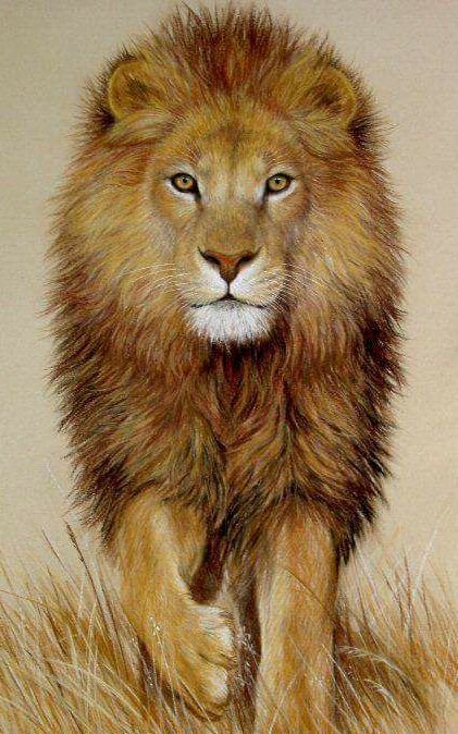 Лев - звери, природа - оригинал