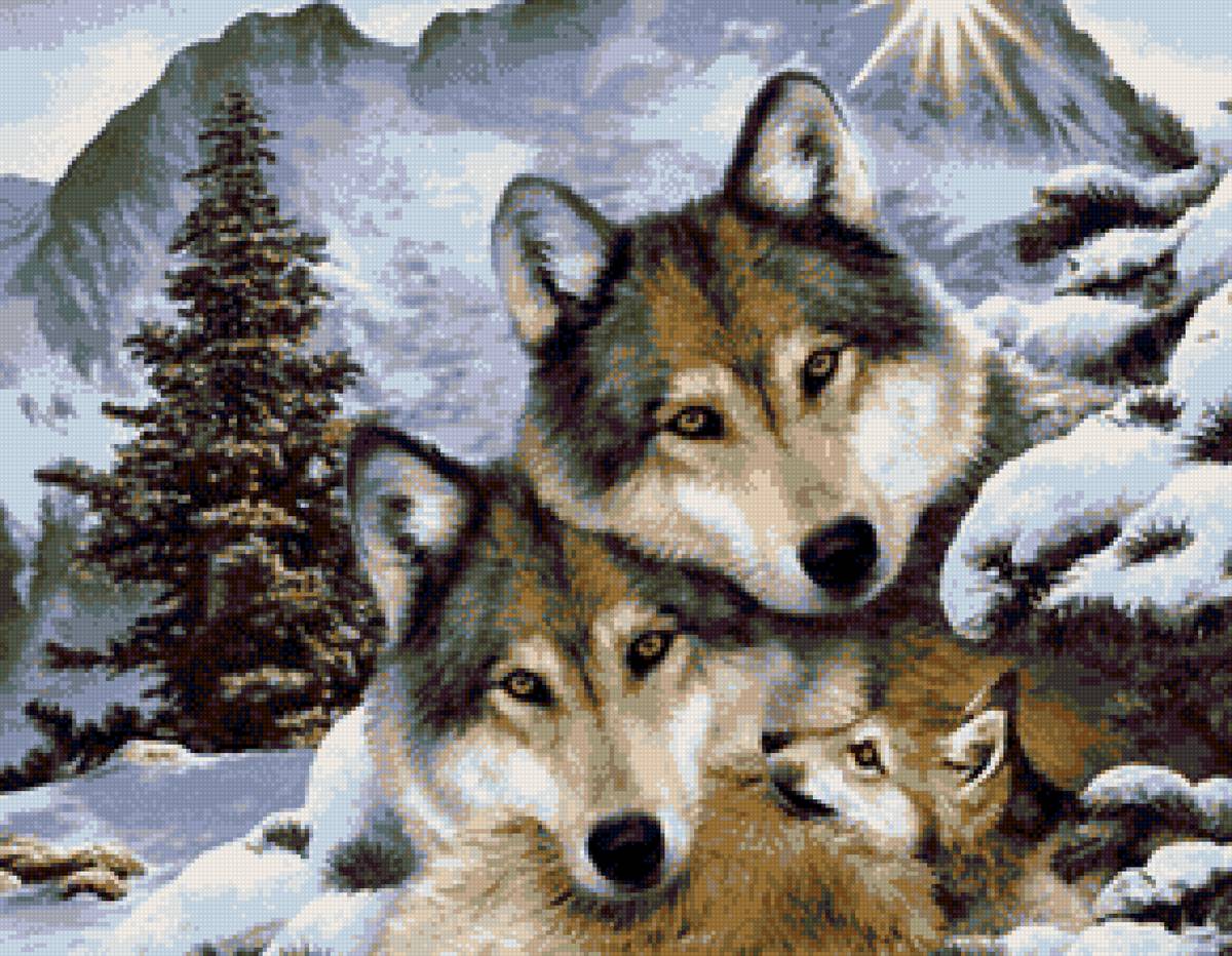 Волки - лес, природа, животные, волки - предпросмотр