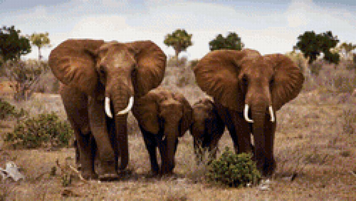 Семья слонов - слон, сафари., слоны - предпросмотр
