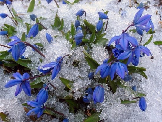 Музыка под снегом - снег, цветы, зима - оригинал