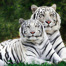 2 белых тигра