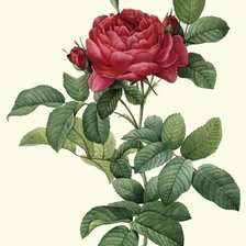 Оригинал схемы вышивки «роза» (№1399629)