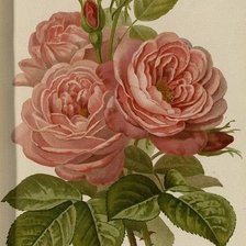Оригинал схемы вышивки «розы» (№1399634)