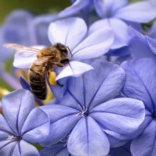 гортензия и пчела