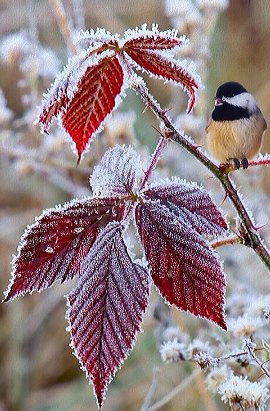 Зимние краски - птицы, природа, зима - оригинал