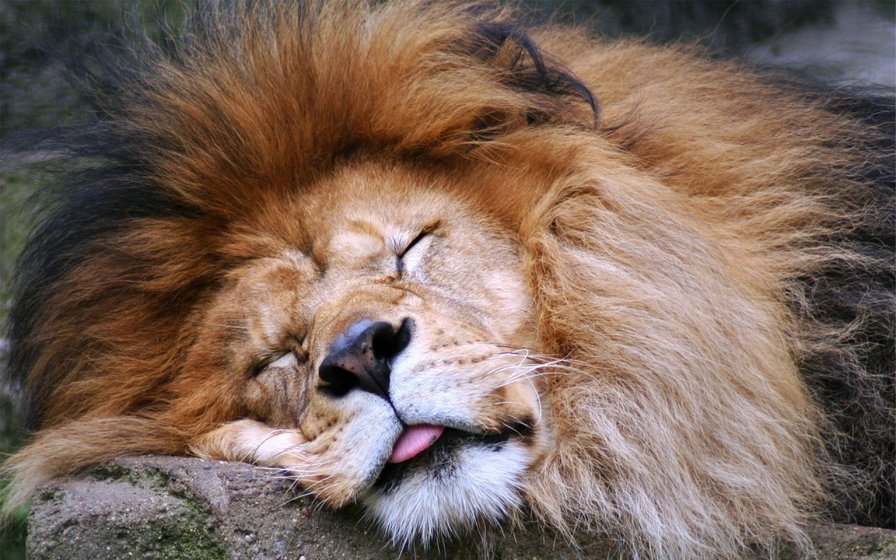 Сладких снов - животные лев - оригинал